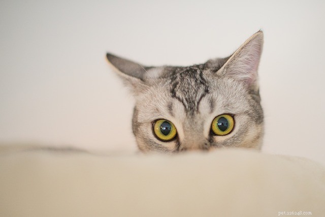5 Proven Ways to Deepen Your Connection with Your Cat