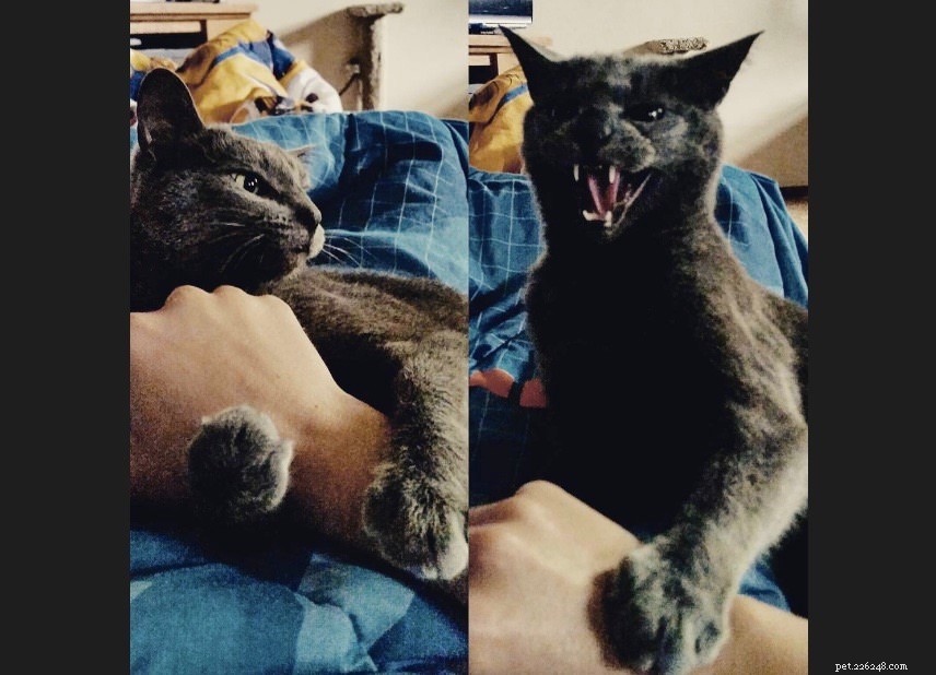 Vet Explains Why Your Cat Prefers Specific Petting Spots