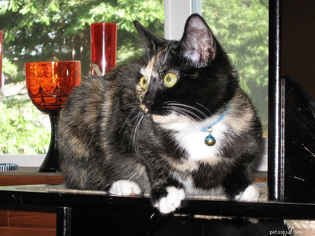 Why Cats Love Perching: 5 Key Reasons
