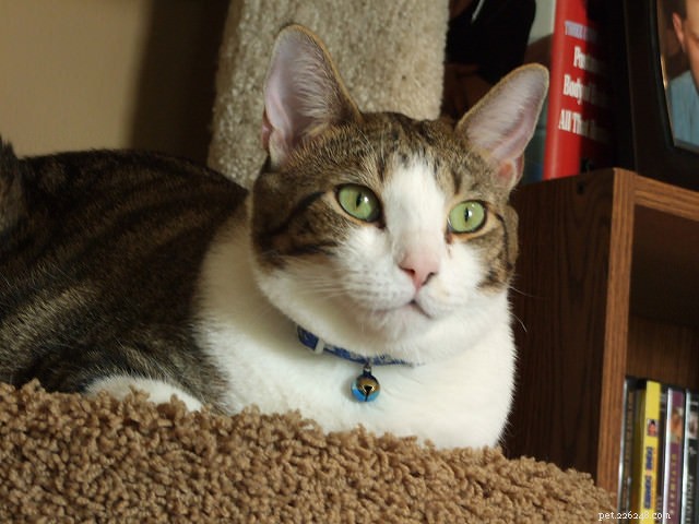 Why Cats Love Perching: 5 Key Reasons