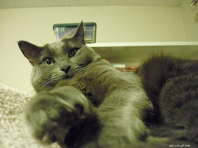 Why Cats Love Perching: 5 Key Reasons