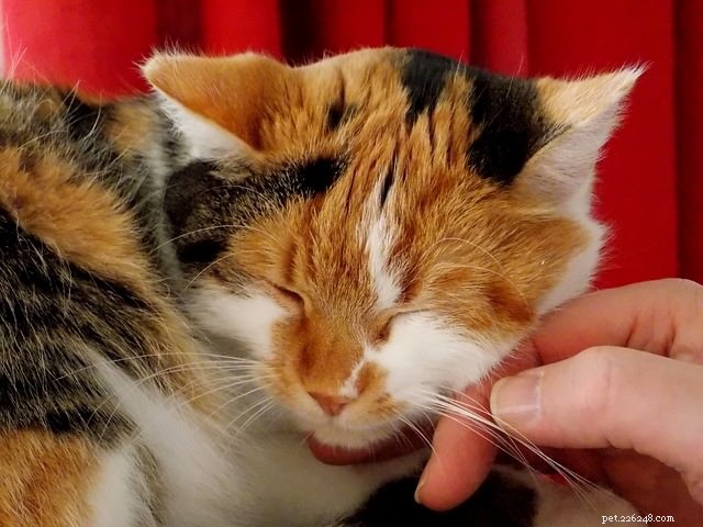 Discover Your Cat’s Top 4 Petting Spots for Ultimate Comfort