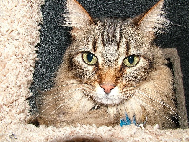 Why Cats Love Perching: 5 Key Reasons