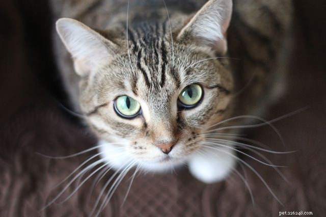Ask a Vet: Why Do Cats Keep Begging for Food Even When They re Already Fed?
