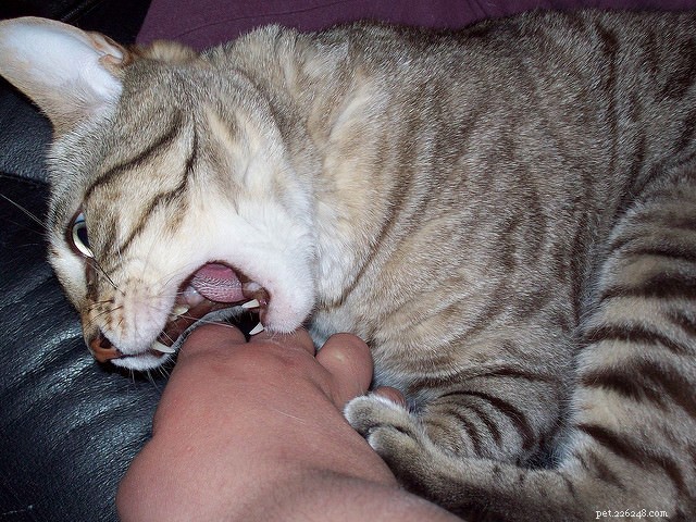 Why Does My Cat Bite When It Wants Attention? Vet Insights