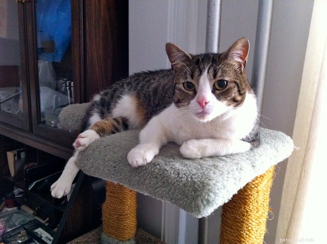 Why Cats Love Perching: 5 Key Reasons