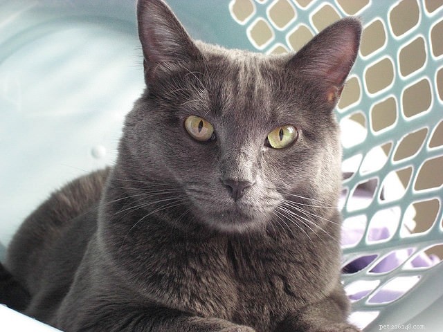 Why Does My Cat Prefer Sleeping in a Laundry Basket? Vet Explains the Comfort Behind the Habit