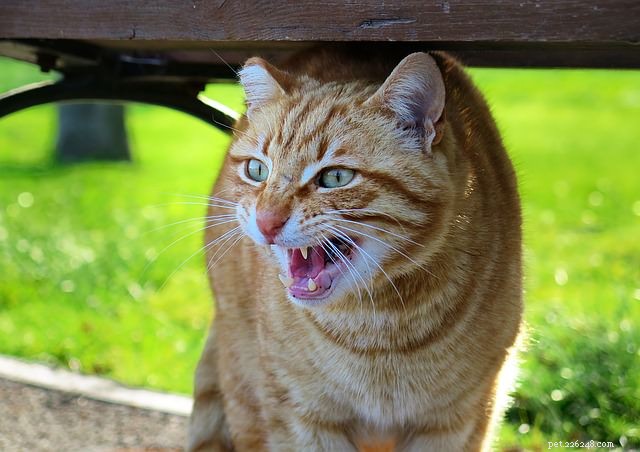 How to Earn a Stray Cat s Trust: 3 Proven Strategies