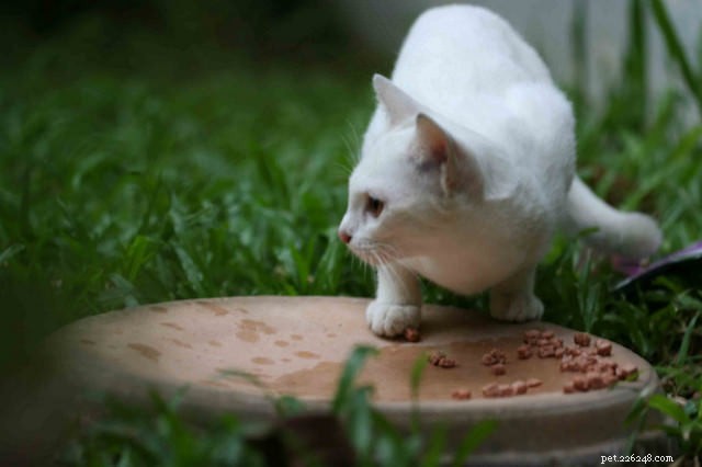 How to Earn a Stray Cat s Trust: 3 Proven Strategies