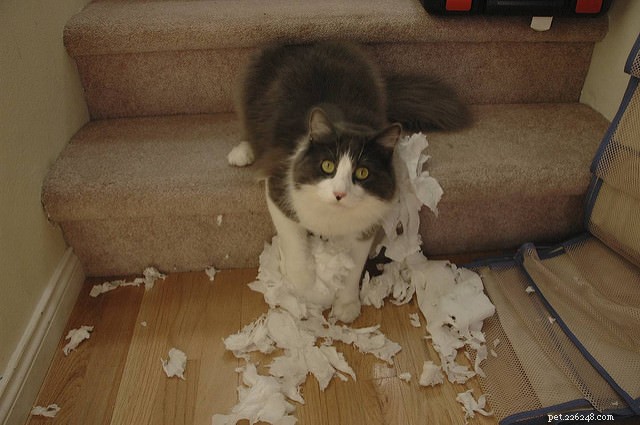 Why Do Cats Shred Toilet Paper? A Vet Explains the Behavior
