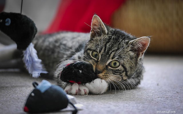 4 Clear Indicators That Your Cat Is Overstimulated – How to Spot and Address It