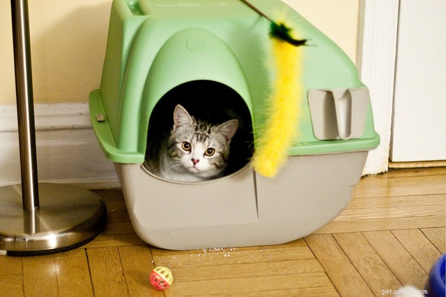 Why Won’t My Cat Bury Its Waste? A Veterinarian’s Explanation