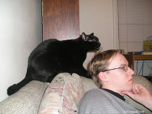 Why Does Your Cat Bite Your Hair? Expert Vet Insights