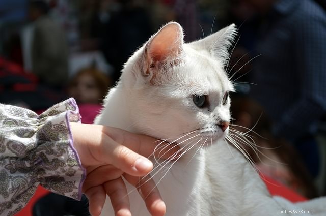 5 Expert Ways to Show Your Cat You Love Them in Their Own Language