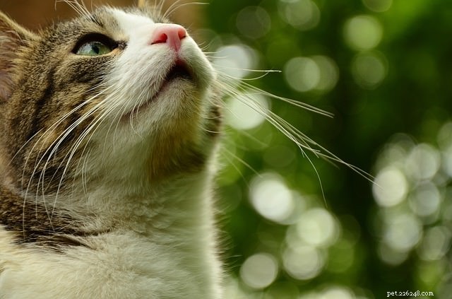 5 Expert Ways to Show Your Cat You Love Them in Their Own Language