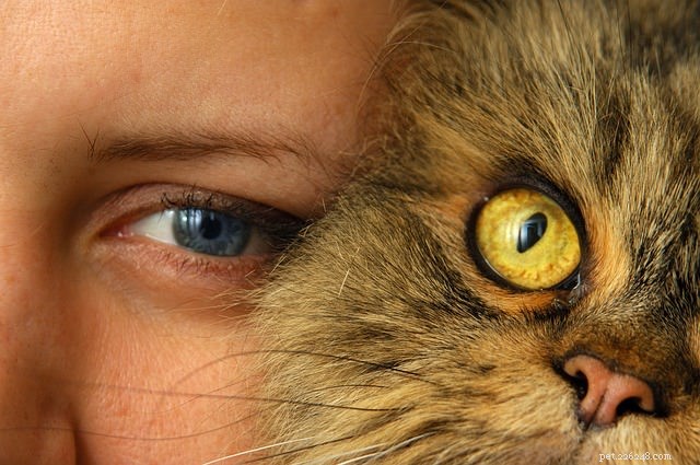 5 Expert Ways to Show Your Cat You Love Them in Their Own Language