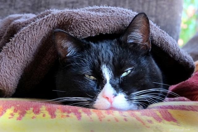 5 Expert Ways to Show Your Cat You Love Them in Their Own Language
