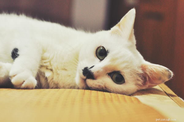 Vet Explains: Why Your Cat Wakes You at Night