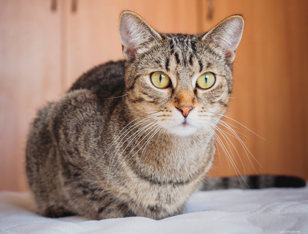 Vet Explains: Why Your Cat Wakes You at Night