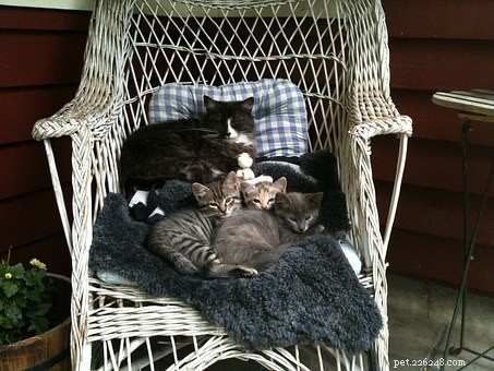 Why Do Cats Prefer Unusual Sleeping Spots? Vet Explains