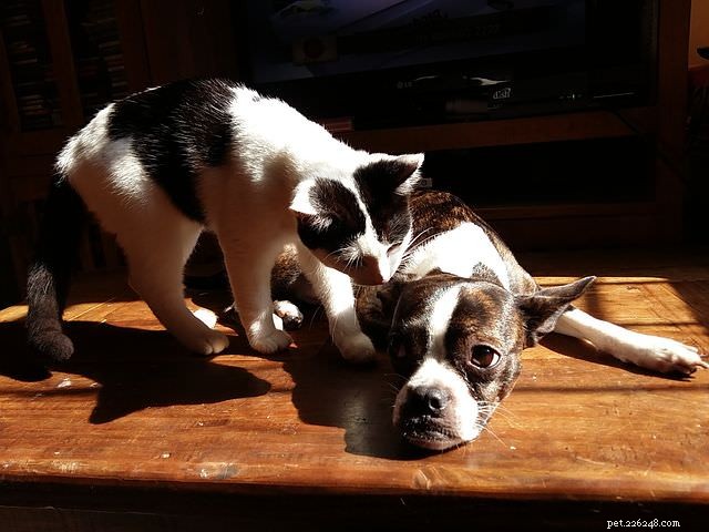 Why Does My Cat Behave Like a Dog? A Vet Explains