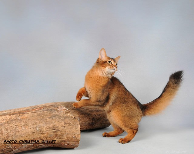 Top 8 Cat Breeds Known for Their Friendly Nature