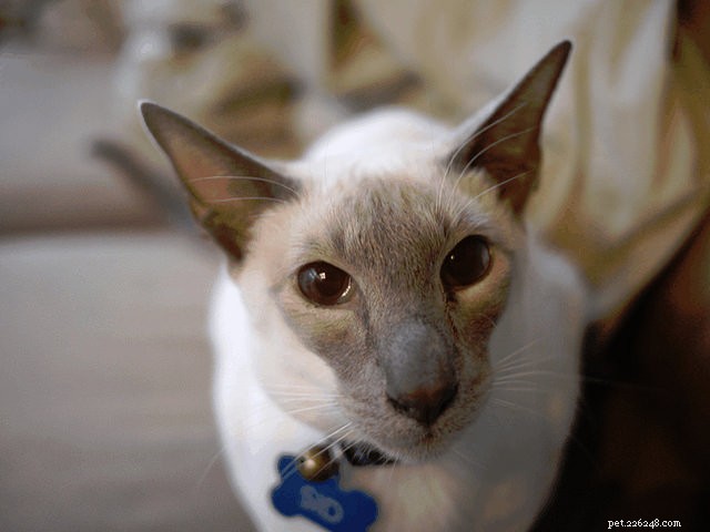 Top 8 Cat Breeds Known for Their Friendly Nature