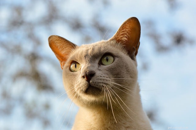 Top 8 Cat Breeds Known for Their Friendly Nature