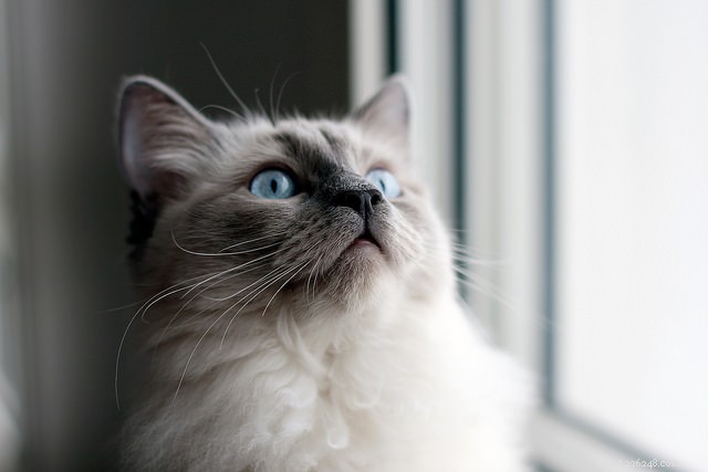 Top 8 Cat Breeds Known for Their Friendly Nature