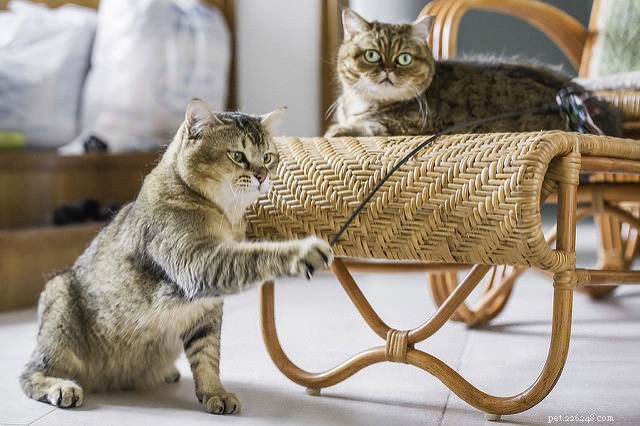 Top 8 Cat Breeds Known for Their Friendly Nature