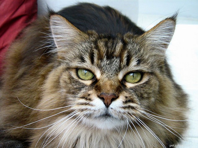Top 8 Cat Breeds Known for Their Friendly Nature