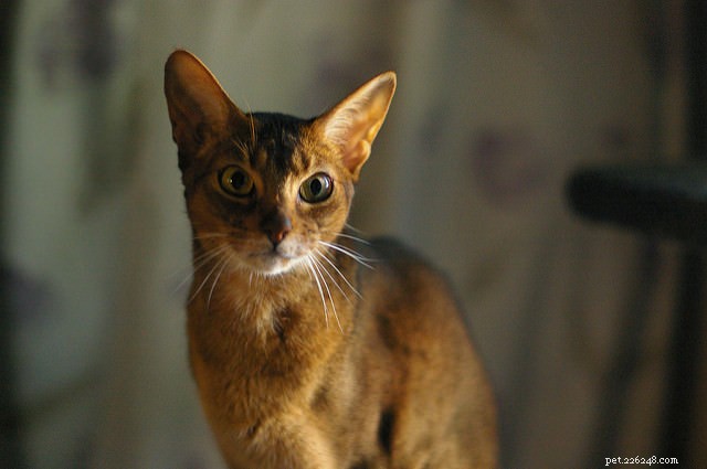 Top 8 Cat Breeds Known for Their Friendly Nature