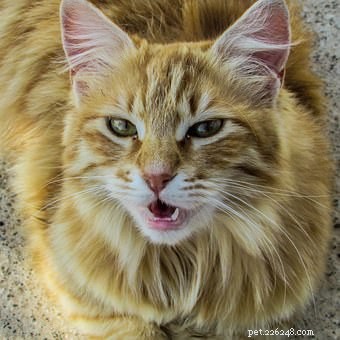 Veterinarian Answers: Why Your Cat Appears Perpetually Hungry