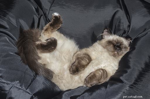 Do Cats Dream? A Vet Explains the Science Behind Their Sleep