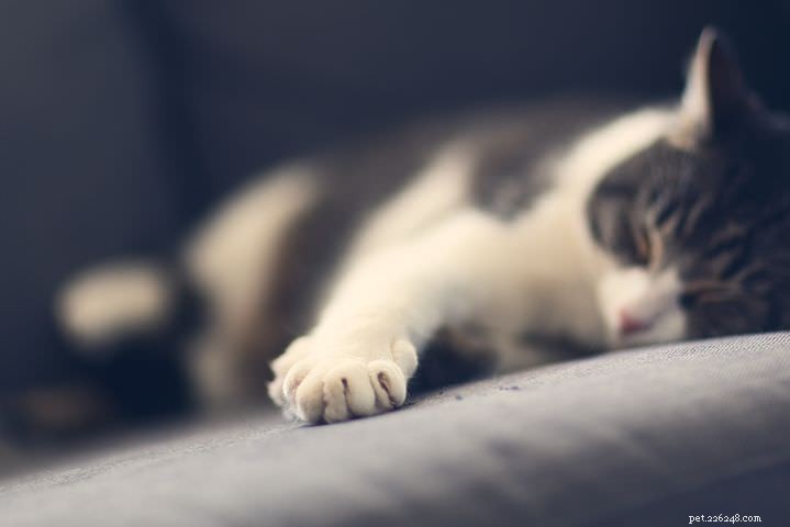 Why Cats Knead: The Heartwarming Truth Behind Their Purring Ritual