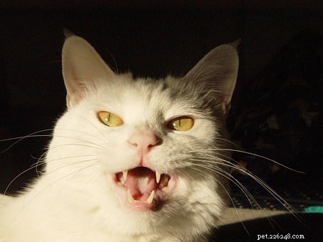 Veterinarian Explains 5 Key Ways Your Cat Communicates