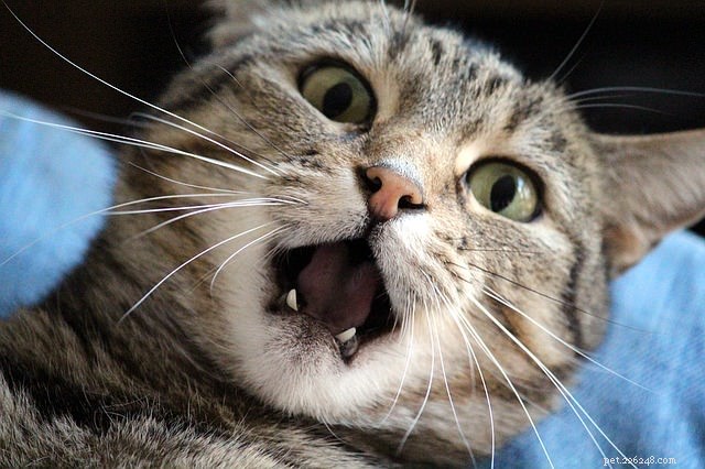 5 Key Insights Your Cat Wishes You Knew