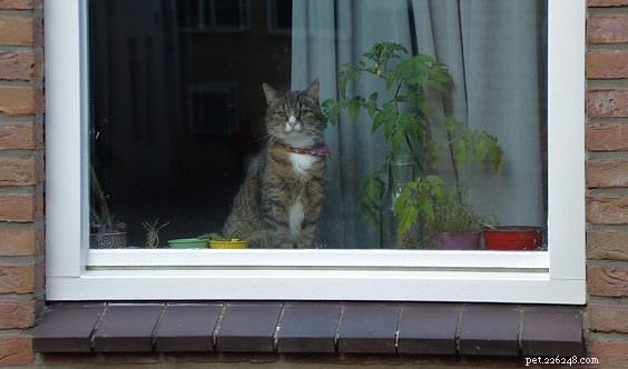 5 Key Insights Your Cat Wishes You Knew