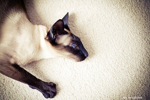 Top 5 Cat Breeds Known for Their Chatty Personalities