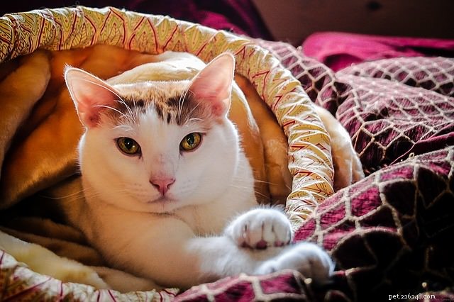 5 Key Insights Your Cat Wishes You Knew