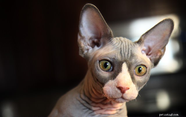 Top 5 Cat Breeds Known for Their Chatty Personalities