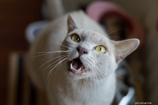 Top 5 Cat Breeds Known for Their Chatty Personalities