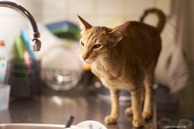 Top 5 Cat Breeds Known for Their Chatty Personalities