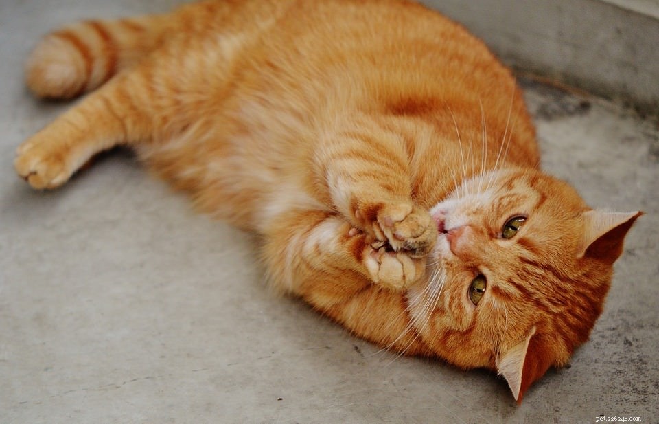 Why Does My Cat Play With Her Food? Vet Insights