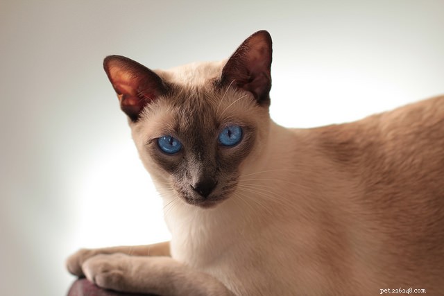 Top 5 Cat Breeds Known for Their Chatty Personalities