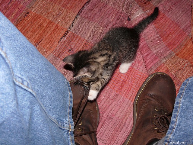 7 Everyday Tasks That Get Complicated When Living With Cats