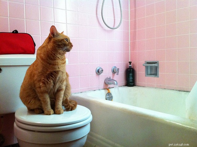 7 Everyday Tasks That Get Complicated When Living With Cats