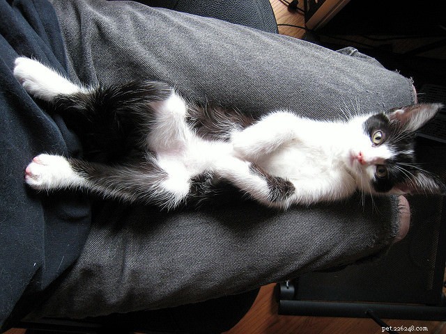 7 Everyday Tasks That Get Complicated When Living With Cats