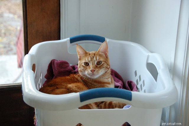 7 Everyday Tasks That Get Complicated When Living With Cats