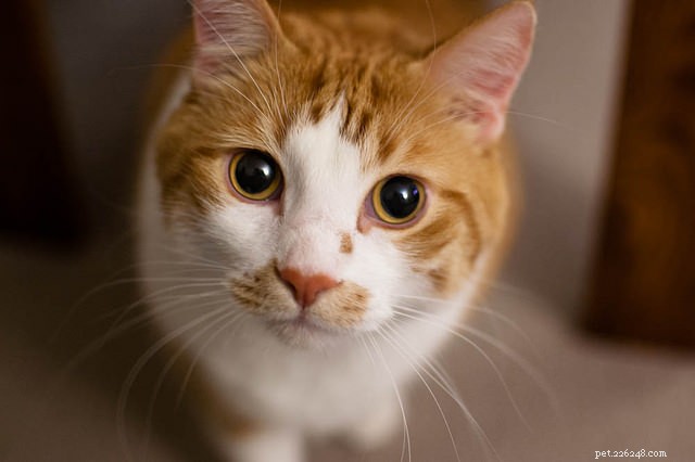 7 Everyday Tasks That Get Complicated When Living With Cats